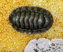 Chitoninae