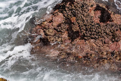 Pyura stolonifera