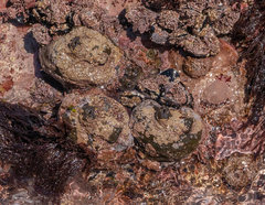 Pyura stolonifera