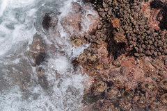 Pyura stolonifera