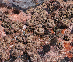 Pyura stolonifera