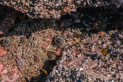 Pyura stolonifera