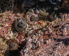 Pyura stolonifera