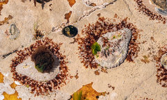 Scutellastra cochlear