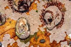 Scutellastra cochlear