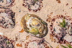 Scutellastra cochlear