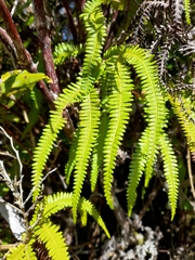 Sticherus squamulosus