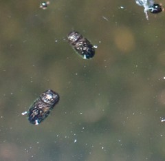 Pterygota
