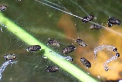 Pterygota