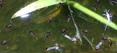 Pterygota