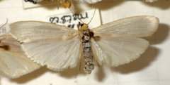 Eilema caniola
