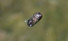 Pterygota