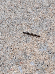 Coleoptera
