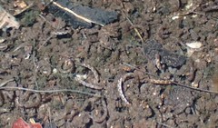 Pterygota