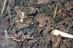 Pterygota