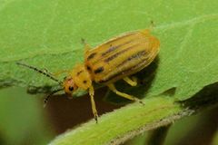 Ophraella notata