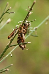 Entomophaga grylli