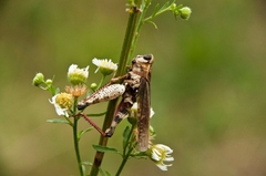 Entomophaga grylli