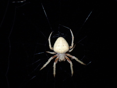 Neoscona