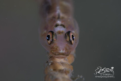 Bryaninops