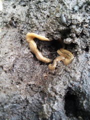 Continenticola