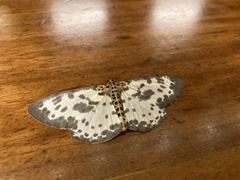 Percnia