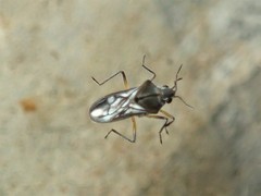 Microveliinae