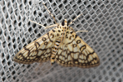 Haritalodes