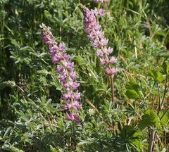 Lupinus microcarpus