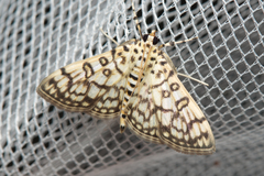 Haritalodes