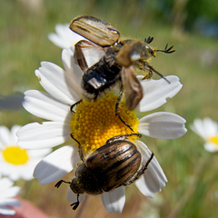 Blitopertha lineolata