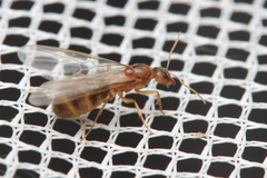 Iridomyrmex pallidus