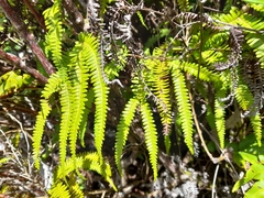 Sticherus squamulosus