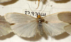 Eilema caniola