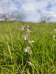 Silene gallica gallica
