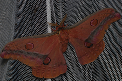 Opodiphthera loranthi