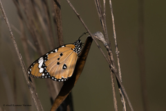 Danaus chrysippus