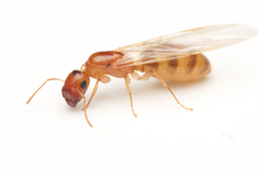 Colobopsis macrocephala