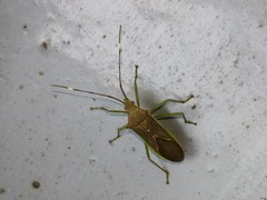 Paradasynus spinosus