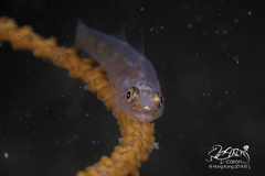 Bryaninops