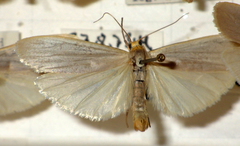 Eilema caniola