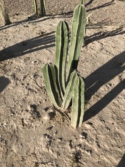 Lophocereus