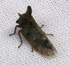 Microcentrus perditus