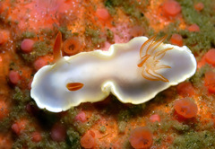 Ardeadoris angustolutea
