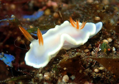 Ardeadoris angustolutea