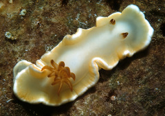 Ardeadoris angustolutea