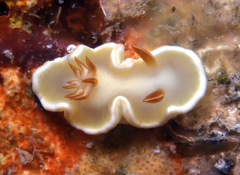 Ardeadoris angustolutea