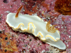 Ardeadoris angustolutea