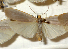 Eilema caniola
