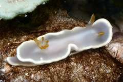 Ardeadoris angustolutea